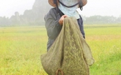 Kiếm tiền triệu mỗi ngày nhờ săn đặc sản "tôm bay" Kiếm tiền triệu mỗi ngày nhờ săn đặc sản "tôm bay"
