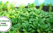 Chi tiết cách trồng rau cải lên "vùn vụt" ăn mỏi miệng suốt mùa đông Chi tiết cách trồng rau cải lên "vùn vụt" ăn mỏi miệng suốt mùa đông