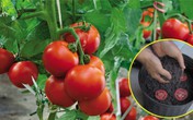 Lạ đời cách trồng cà chua "thái miếng" chỉ mất vài phút, sau được cả vườn cà chua sai trĩu Lạ đời cách trồng cà chua "thái miếng" chỉ mất vài phút, sau được cả vườn cà chua sai trĩu