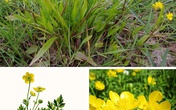 Đừng dại động vào những loài cây này vì chúng đẹp nhưng độc không tưởng Đừng dại động vào những loài cây này vì chúng đẹp nhưng độc không tưởng