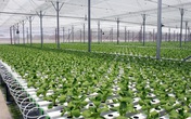VinEco đạt danh hiệu Hàng Việt Nam chất lượng cao 2017 VinEco đạt danh hiệu Hàng Việt Nam chất lượng cao 2017