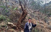 Cây đào rừng Sơn La gây sốt toàn dân chơi mấy ngày qua Cây đào rừng Sơn La gây sốt toàn dân chơi mấy ngày qua
