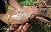 Nông dân Cần Thơ nuôi cá trê lạ, toàn thân màu hồng phấn Nông dân Cần Thơ nuôi cá trê lạ, toàn thân màu hồng phấn