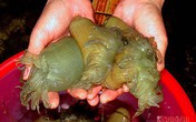 Săn 'thần dược' đàn ông, thu tiền triệu mỗi ngày Săn 'thần dược' đàn ông, thu tiền triệu mỗi ngày