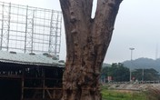 Gặp "dị nhân" từ chối bán cây quý... 1 triệu USD để dùng tạo hình Phật mộc Gặp "dị nhân" từ chối bán cây quý... 1 triệu USD để dùng tạo hình Phật mộc