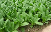 Loại rau giúp bổ sung canxi ngang sữa tươi Loại rau giúp bổ sung canxi ngang sữa tươi