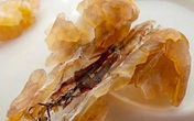 Những điều chưa biết về "thần dược ếch nhái" đang "hot" hiện nay giá gần 100 triệu đồng/kg Những điều chưa biết về "thần dược ếch nhái" đang "hot" hiện nay giá gần 100 triệu đồng/kg