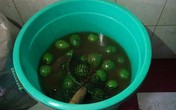 Bơ 'ngậm' đầy hóa chất để chín đều Bơ 'ngậm' đầy hóa chất để chín đều