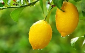 10 loại cây có công dụng như kem làm tan mỡ mà bạn ít khi để ý 10 loại cây có công dụng như kem làm tan mỡ mà bạn ít khi để ý