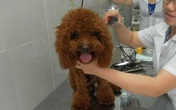 Kiểu nuôi chó sang chảnh của đại gia Việt khiến nhà nghèo cũng phải "chạnh lòng" Kiểu nuôi chó sang chảnh của đại gia Việt khiến nhà nghèo cũng phải "chạnh lòng"