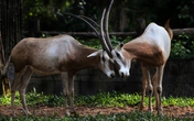 Vinpearl Safari tích cực xây dựng quy chuẩn đánh giá phúc lợi động vật Vinpearl Safari tích cực xây dựng quy chuẩn đánh giá phúc lợi động vật