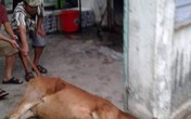 Đà Nẵng: Người dân bức xúc vì lò mổ “chui” giữa khu dân cư Đà Nẵng: Người dân bức xúc vì lò mổ “chui” giữa khu dân cư