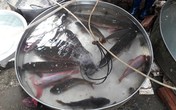 Sau Tết, 1,5 triệu đồng một con cá chép vẫn 'cháy' hàng Sau Tết, 1,5 triệu đồng một con cá chép vẫn 'cháy' hàng