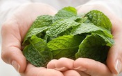 Công dụng chữa bệnh tuyệt vời của rau bạc hà rất nhiều người không biết Công dụng chữa bệnh tuyệt vời của rau bạc hà rất nhiều người không biết