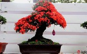 Chơi hoa Tết 2018, không thể bỏ qua những chậu bonsai siêu đẹp này Chơi hoa Tết 2018, không thể bỏ qua những chậu bonsai siêu đẹp này