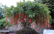 Những loại cây bạn nhất định phải rước về nhà Tết này để đón nhiều tài lộc Những loại cây bạn nhất định phải rước về nhà Tết này để đón nhiều tài lộc
