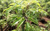 Lá đinh lăng và những bài thuốc chữa bệnh, làm đẹp cực hay Lá đinh lăng và những bài thuốc chữa bệnh, làm đẹp cực hay