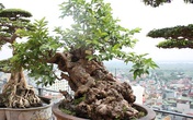 Đại gia Việt vung triệu đô mua cây ổi, cây sung, cây tùng để chứng tỏ độ "ngông" không ai bằng Đại gia Việt vung triệu đô mua cây ổi, cây sung, cây tùng để chứng tỏ độ "ngông" không ai bằng