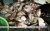"Chợ nào chả có cá chết" và sự thật đằng sau những bát bún cá, chả cá thơm lừng mê hoặc "Chợ nào chả có cá chết" và sự thật đằng sau những bát bún cá, chả cá thơm lừng mê hoặc