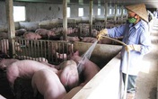 Tư duy “ăn xổi ở thì” Tư duy “ăn xổi ở thì”