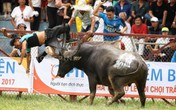 Hải Phòng: Giới săn trâu chọi phản bác thông tin cho trâu dùng chất kích thích Hải Phòng: Giới săn trâu chọi phản bác thông tin cho trâu dùng chất kích thích