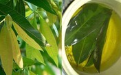Lá xoài non, mướp đắng có chữa được tiểu đường? Lá xoài non, mướp đắng có chữa được tiểu đường?