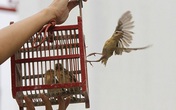 Vì sao phóng sinh Rằm tháng 7 nên chọn nơi vắng vẻ? Vì sao phóng sinh Rằm tháng 7 nên chọn nơi vắng vẻ?