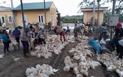 Loạn gia cầm kiểm dịch ở chợ đầu mối lớn nhất miền Bắc Loạn gia cầm kiểm dịch ở chợ đầu mối lớn nhất miền Bắc
