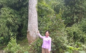 Chuyện đời người bảo vệ 20 cây nghiến nghìn năm tuổi Chuyện đời người bảo vệ 20 cây nghiến nghìn năm tuổi