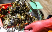 Sự thật về bài thuốc ăn cua sống chữa được ung thư Sự thật về bài thuốc ăn cua sống chữa được ung thư