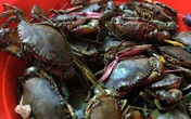 Mua 2,7 kg cua, “gánh” 1 kg… giẻ rách Mua 2,7 kg cua, “gánh” 1 kg… giẻ rách
