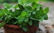 Nhà bạn không còn 1 con chuột với túi trà nhỏ nhắn này Nhà bạn không còn 1 con chuột với túi trà nhỏ nhắn này