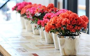 Những loài hoa rước lộc về nhà mà có thể bạn chưa biết Những loài hoa rước lộc về nhà mà có thể bạn chưa biết