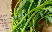 Cách trồng rau muống bằng cành lớn nhanh như thổi kịp đón mùa hè Cách trồng rau muống bằng cành lớn nhanh như thổi kịp đón mùa hè