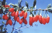 Khi chồng "lười" quan hệ tình dục Khi chồng "lười" quan hệ tình dục