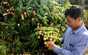 Vải thiều Bắc Giang mất mùa, giá tăng mạnh Vải thiều Bắc Giang mất mùa, giá tăng mạnh