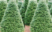Chơi trội dịp Noel: Cây thông 5 mét nguyên gốc từ Đan Mạch về Việt Nam Chơi trội dịp Noel: Cây thông 5 mét nguyên gốc từ Đan Mạch về Việt Nam