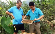 Thu vài trăm triệu đồng/năm từ mật ong Thu vài trăm triệu đồng/năm từ mật ong