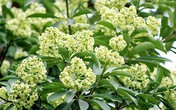 Ngửi mùi hoa sữa ảnh hưởng đến sức khỏe như thế nào? Ngửi mùi hoa sữa ảnh hưởng đến sức khỏe như thế nào?