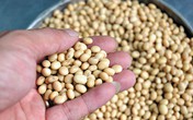 Công dụng của hạt đậu tương và đậu nành Công dụng của hạt đậu tương và đậu nành
