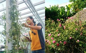 Ngắm mãi không chán vườn hoa hồng đẹp như mơ của chàng họa sĩ 8x Đà Nẵng Ngắm mãi không chán vườn hoa hồng đẹp như mơ của chàng họa sĩ 8x Đà Nẵng
