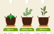 Hướng dẫn xây dựng khu vườn thảo mộc nhỏ xinh cho gia đình Hướng dẫn xây dựng khu vườn thảo mộc nhỏ xinh cho gia đình