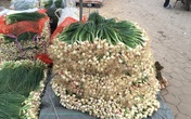 Kiếm gần 200 triệu đồng/tháng dịp Tết chỉ nhờ bán hành lá Kiếm gần 200 triệu đồng/tháng dịp Tết chỉ nhờ bán hành lá