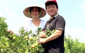 Vườn cây trái bạt ngàn cho hàng tạ quả mỗi vụ của NSƯT Chiều Xuân Vườn cây trái bạt ngàn cho hàng tạ quả mỗi vụ của NSƯT Chiều Xuân