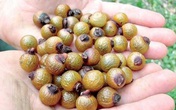 Giải mã hiện tượng nước giặt xả chiết xuất từ quả bồ hòn Dr. Spock Organics Giải mã hiện tượng nước giặt xả chiết xuất từ quả bồ hòn Dr. Spock Organics