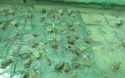 Cho ếch ngồi trên, cá trê bơi ở dưới, 3 tháng lãi 35 triệu đồng Cho ếch ngồi trên, cá trê bơi ở dưới, 3 tháng lãi 35 triệu đồng