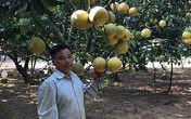 Lão nông phát tài với vườn bưởi Diễn 40.000 quả Lão nông phát tài với vườn bưởi Diễn 40.000 quả