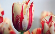 Bạn sẽ không thể tưởng tượng được giá của 5 loài hoa này Bạn sẽ không thể tưởng tượng được giá của 5 loài hoa này