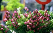 Mách chị em mẹo chọn hoa sen cực chuẩn, đừng để "mua nhầm quỳ mà bị hét giá sen" Mách chị em mẹo chọn hoa sen cực chuẩn, đừng để "mua nhầm quỳ mà bị hét giá sen"
