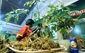 Tìm giải pháp phát triển toàn diện sâm Ngọc Linh thành sản phẩm quốc gia Tìm giải pháp phát triển toàn diện sâm Ngọc Linh thành sản phẩm quốc gia